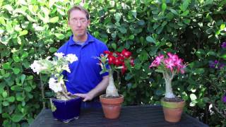 How to Grow Desert Rose [upl. by Pollyanna]