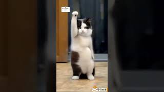 Funny animals video 🤣😂 CUTE animals dance video 😍 The Dramatic cats dogs dance 😂🤣😻🐶shortsfeed [upl. by Wettam]