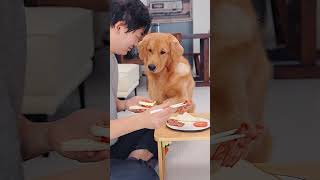 Dog I cant stay in this family anymore狗：这个家没法待了 goldenretriever pets cute retriever funny [upl. by Julianna]