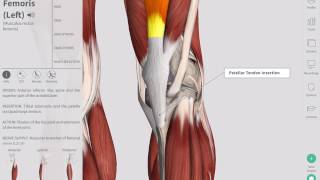 Deep Tendon Reflexes  Complete Anatomy [upl. by Jovita74]