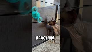 Hairless Cat’s Reaction to a Giant Fidget Spinner cat sphynx funnycats [upl. by Siclari]