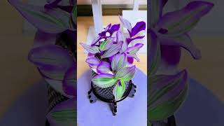 Beautiful garden flowers plants put in home so beautiful flower plants garden diy gardenplants [upl. by Jacob583]