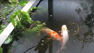 Spawning Shubunkin Goldfish in a Greenhouse Pond [upl. by Dailey376]