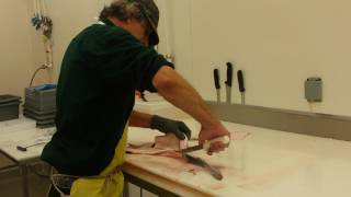 Filleting Dogfish [upl. by Moyer782]