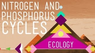 Nitrogen amp Phosphorus Cycles Always Recycle Part 2  Crash Course Ecology 9 [upl. by Notsnarc]