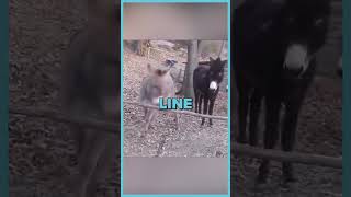 Is This Donkey The Smartest 🤣  Funny Animal Moments [upl. by Clarance792]