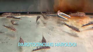 Parotocinclus haroldoi [upl. by Barbarese830]