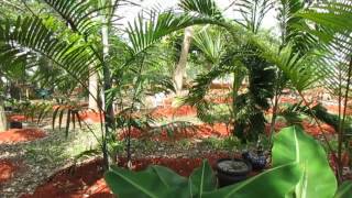 Dypsis pembana and Dypsis lanceolata  Two Beautiful Madagascar clumping palms [upl. by Warford846]