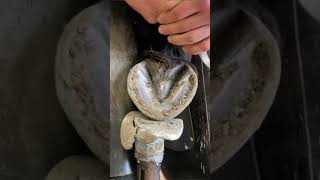 Hoof ASMR When Farriers Work Their Magic Ever wondered how a farrier keeps a horses hooves in tip [upl. by Haig671]