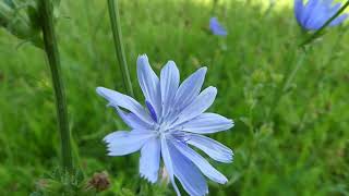 How to Identify Chicory [upl. by Espy]