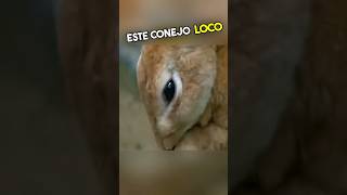 No Vas a Creer Lo Que Le Pasó a Este Conejo Loco 😱 [upl. by Joya608]