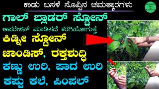 ಕಾಡು ಬಸಳೆ ಸಸ್ಯದಿಂದ ಕಿಡ್ನಿ ಕಲ್ಲು ಹೊರಗೆ  Kadu Basale Soppu uses in Kannada  ಆರೋಗ್ಯಕ್ಕೆ ಬಸಳೆ ಸೊಪ್ಪು [upl. by Kendricks]