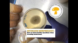 MYCELIUM MORPHOLOGY how to select healthy mycelium when breeding mushrooms [upl. by Frans]