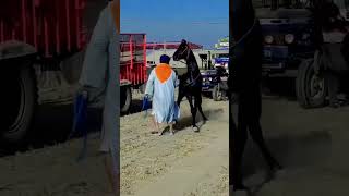 Horse 🐴 lover balck horse yotube [upl. by Shanahan]