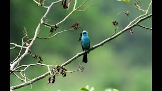 Bird id  Verditer flycatcher [upl. by Lzeil]