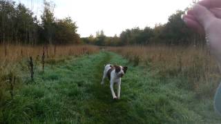 HPR Training Bracco Italiano  recall and sit [upl. by Kciredes]