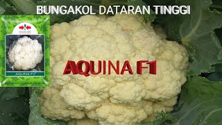 sukses budidaya bungakol dataran tinggi aquina F1 cap panah merah [upl. by Reagan]