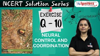 Exercise Q 10  Neural Control and Coordination  Class 11  NCERT Solution Series  BIOLOGY [upl. by Guntar]