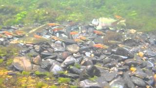 River chub nest Hiwassee River TN 62415 [upl. by Nodnelg252]