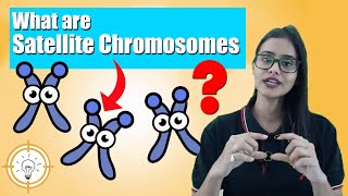 What are Satellite Chromosomes   Cell division  Concept 1  Biomentors Nidhi Madam [upl. by Kola]