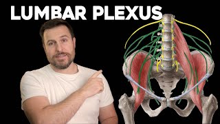 The Lumbar Plexus Explained  Corporis [upl. by Moersch]