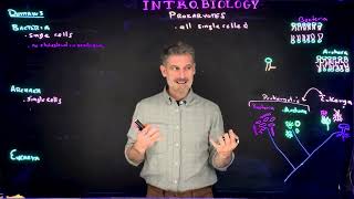 Overview of Relationship between Bacteria and Archaea [upl. by Polk]