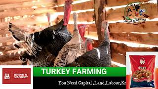 Turkey Farming Business In UgandaHow to Start [upl. by Ahsinnek]