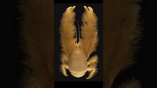 Finding the RAREST Yeti Crab in the DEEPEST Ocean Trenches animals mantisshrimp wildlife [upl. by Inattyrb]