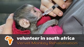 Baby Season at the Vervet Monkey Rehabilitation Project [upl. by Eleahcim]