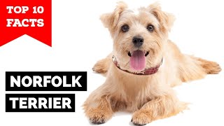 Norfolk Terrier  Top 10 Facts [upl. by Arevle293]