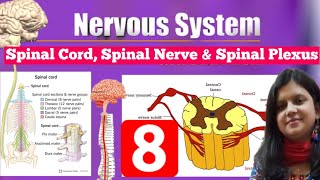 Spinal Cord Spinal Nerve and Spinal Plexus  Spinal Cord Anatomy  Spinal Cord  Spinal Nerve [upl. by Atsahc311]