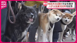 【ハチ公生誕100年を記念】秋田犬40頭が渋谷でお散歩 【100th anniversary of Hachikos birth 40 Akita dogs stroll in Shibuya】 [upl. by Abisia626]