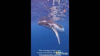 Listening to whale songs divinginparadiseaustralia taymckeow shortsfeed ocean underwaterworld [upl. by Ived]