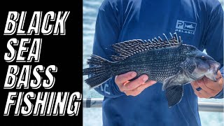 Black Sea Bass Fishing Insane Bite [upl. by Ahsieyk]