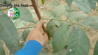 What is the difference between leaf and leaflet by Simply The Best BIO [upl. by Plath]