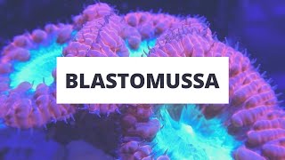 Coral Spotlight  Blastomussa LPS Coral [upl. by Divd]