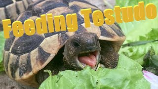 Feeding Testudo [upl. by Polish]