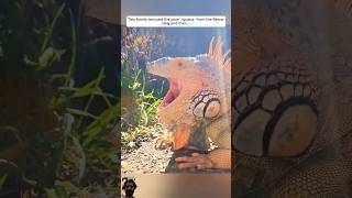 reptiles attack in dog werescueanimal animalrescue iguana animals reptiles lizard [upl. by Chip]