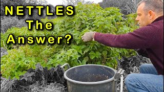 Stinging Nettles The Secret Ingredient for a Healthy Garden [upl. by Sidonnie524]