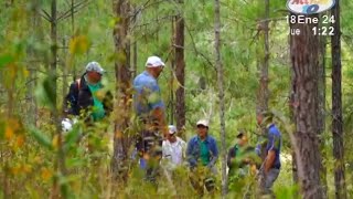 Gobierno publica la suspención de la veda del Pino Cedro Real y Pochote [upl. by Zetnas]