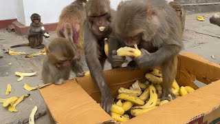 Its a banana day for monkeys  many hungry street dogs are waiting for us [upl. by Tubb]