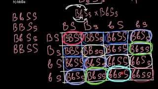 Dihybrid cross and law of probability [upl. by Elata]