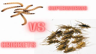 Battle of the feeder insects Crickets vs Superworms Who wins [upl. by Blanka]