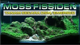 MENANAM MOSS SECARA EMERSEDDSM  FISSIDEN FONTANUS [upl. by Alaikim]