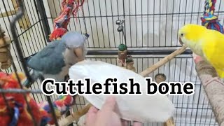 Quaker Parrot Eating Cuttlefish bone  Monk Parakeet Eating [upl. by Itram]