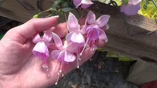 Caring For Fuchsia Plants How To Grow Fuchsia Flowers [upl. by Setiram]