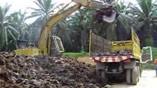 Palm Oil Mill BioMass Composting [upl. by Len]