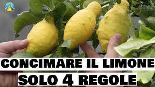 Concimare il LIMONE  4 REGOLE DA SAPERE  Prodigio limone AGRUMI e SEMPREVERDI [upl. by Yaluz430]