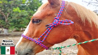 COMO HACER UNA JÁQUIMA PARA CABALLO 👌 [upl. by Lenrad466]