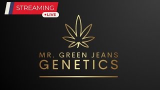 LIVE w Mr Green Jeans Genetics IM BACK [upl. by Aicirtel]